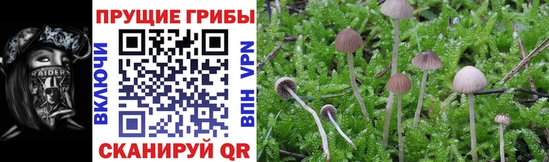 Псилоцибиновые грибы мицелий  закладки  Тогучин 